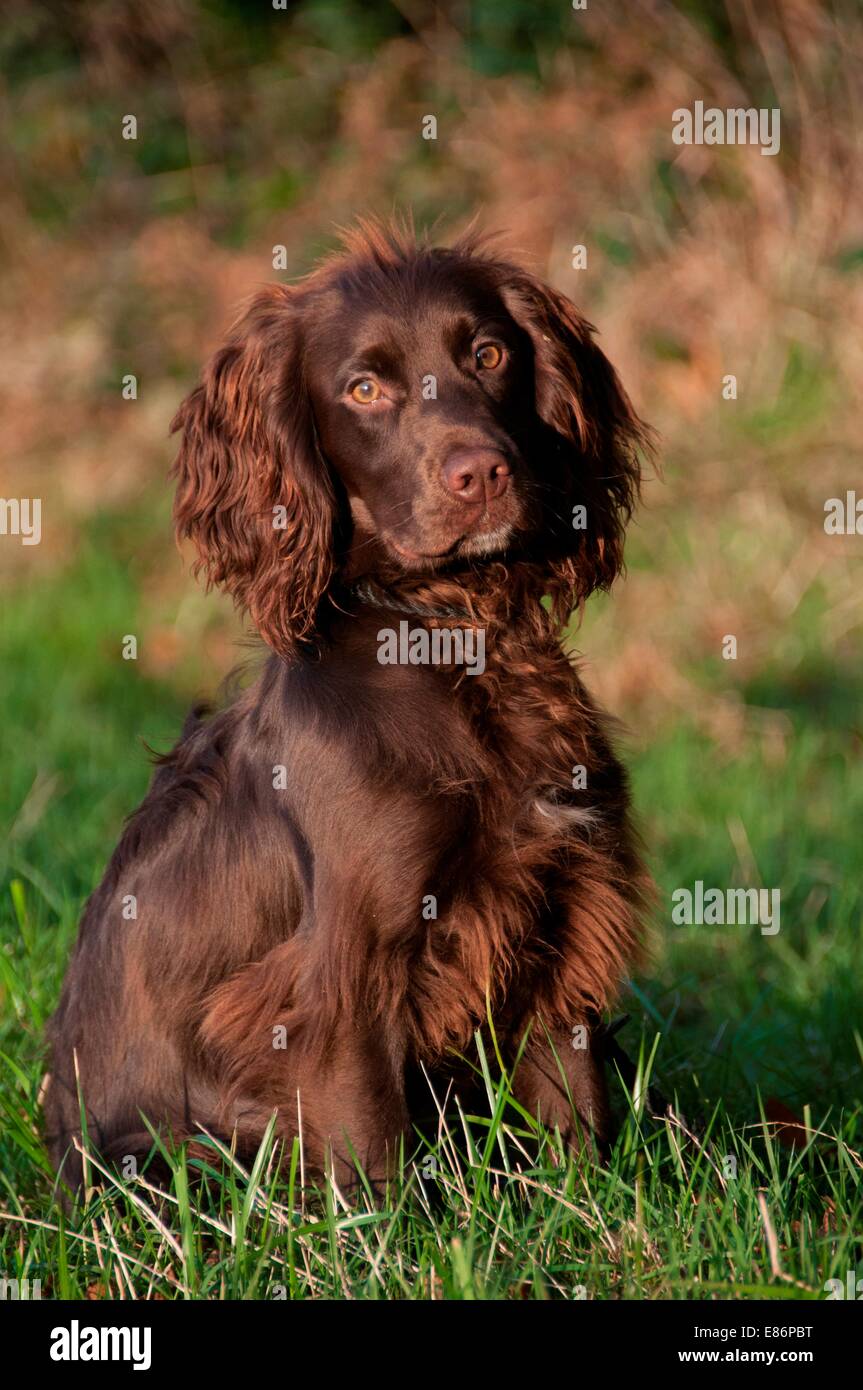 A dog sitting waiting for its owner Stock Photo - Alamy