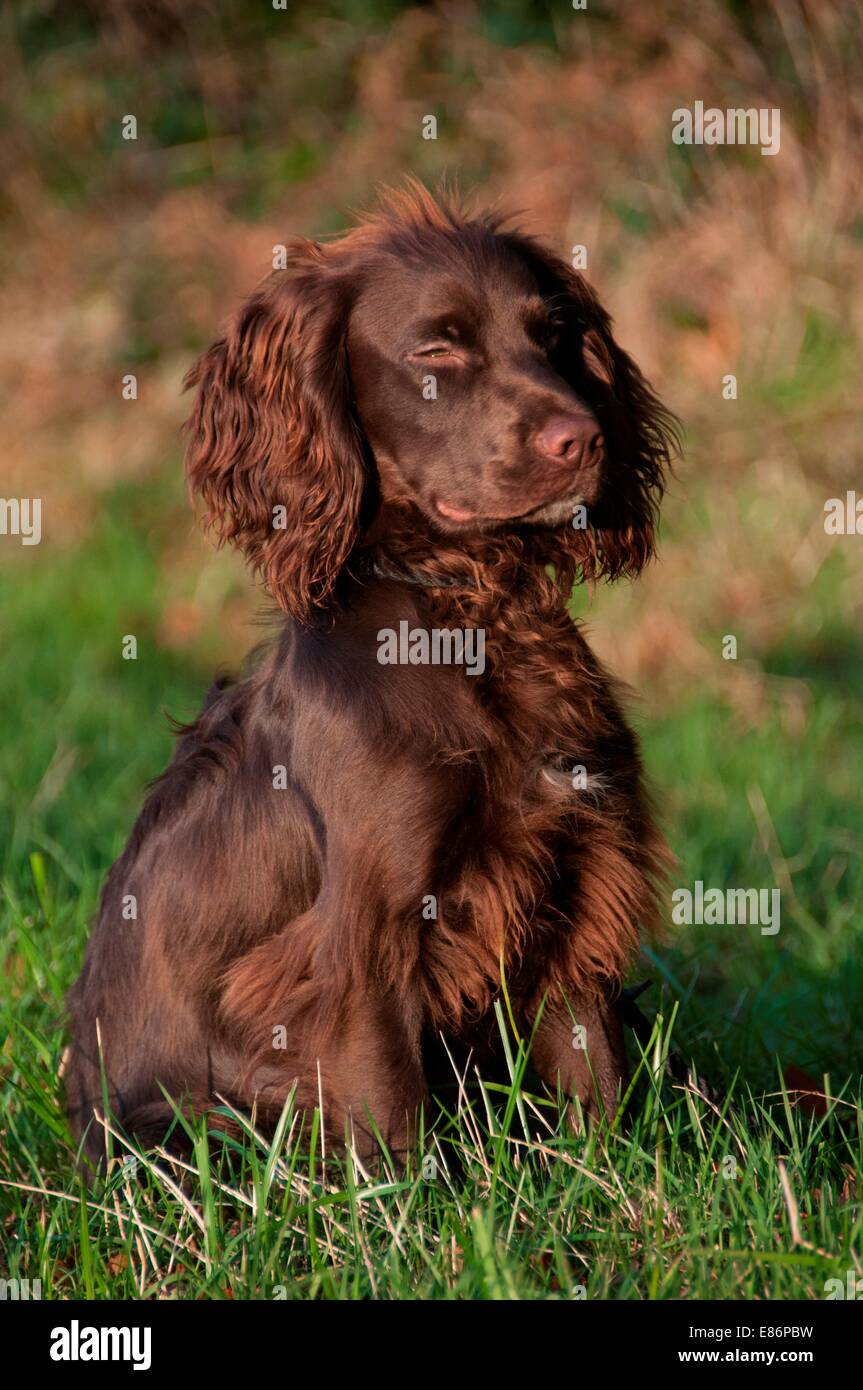 A dog sitting waiting for its owner Stock Photo - Alamy