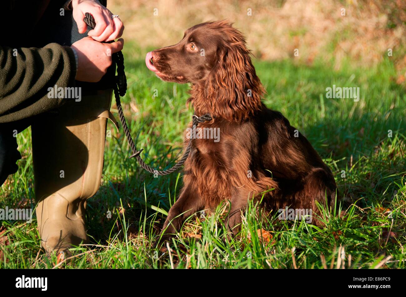 A dog sitting waiting for its owner Stock Photo - Alamy