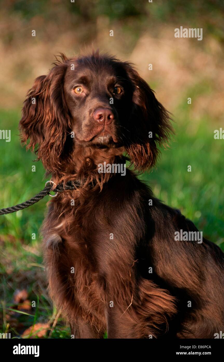 A dog sitting waiting for its owner Stock Photo - Alamy