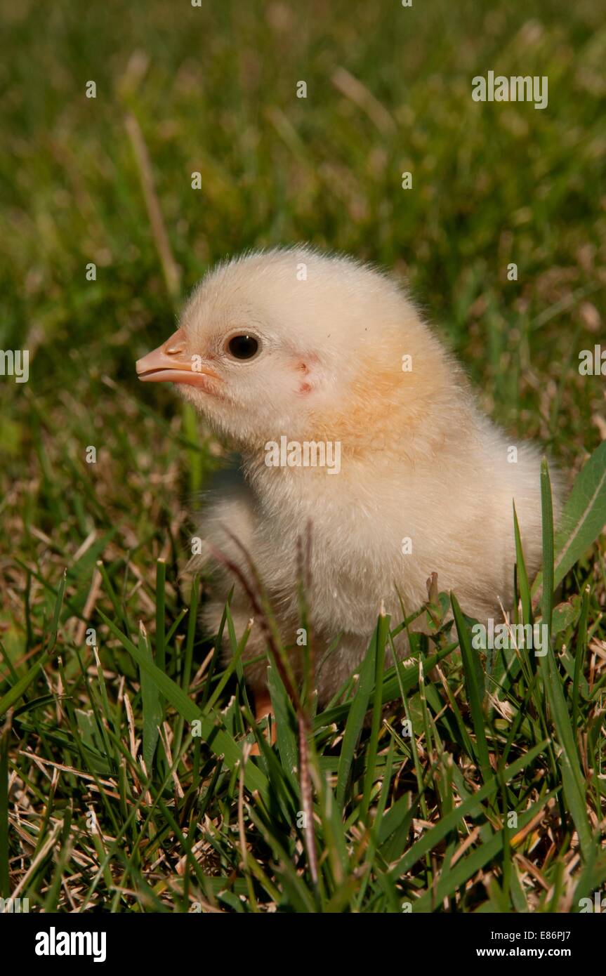 A chick sitting in the grass Stock Photo