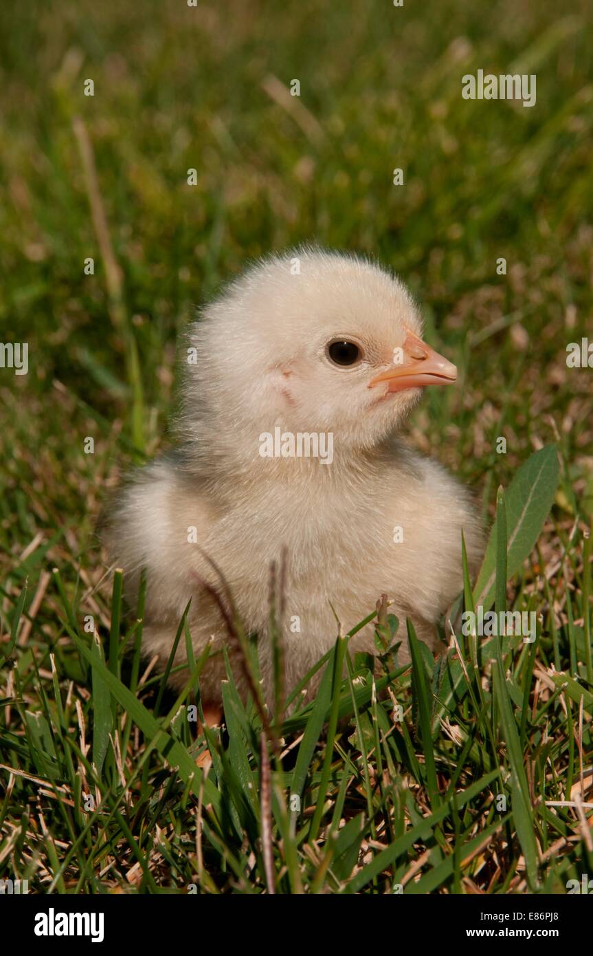 A chick sitting in the grass Stock Photo