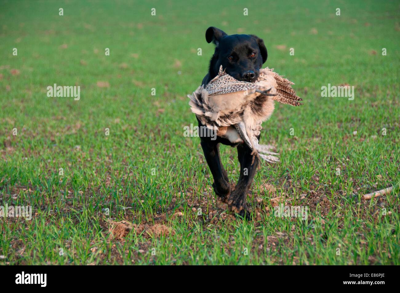 Black lab pheasant hires stock photography and images Alamy