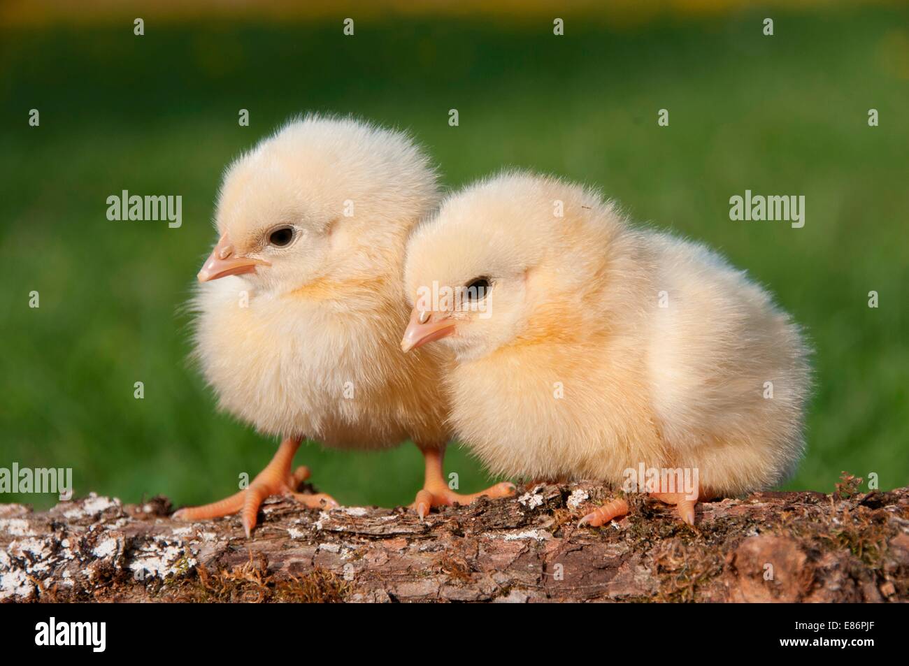 Two chicks on a log Stock Photo