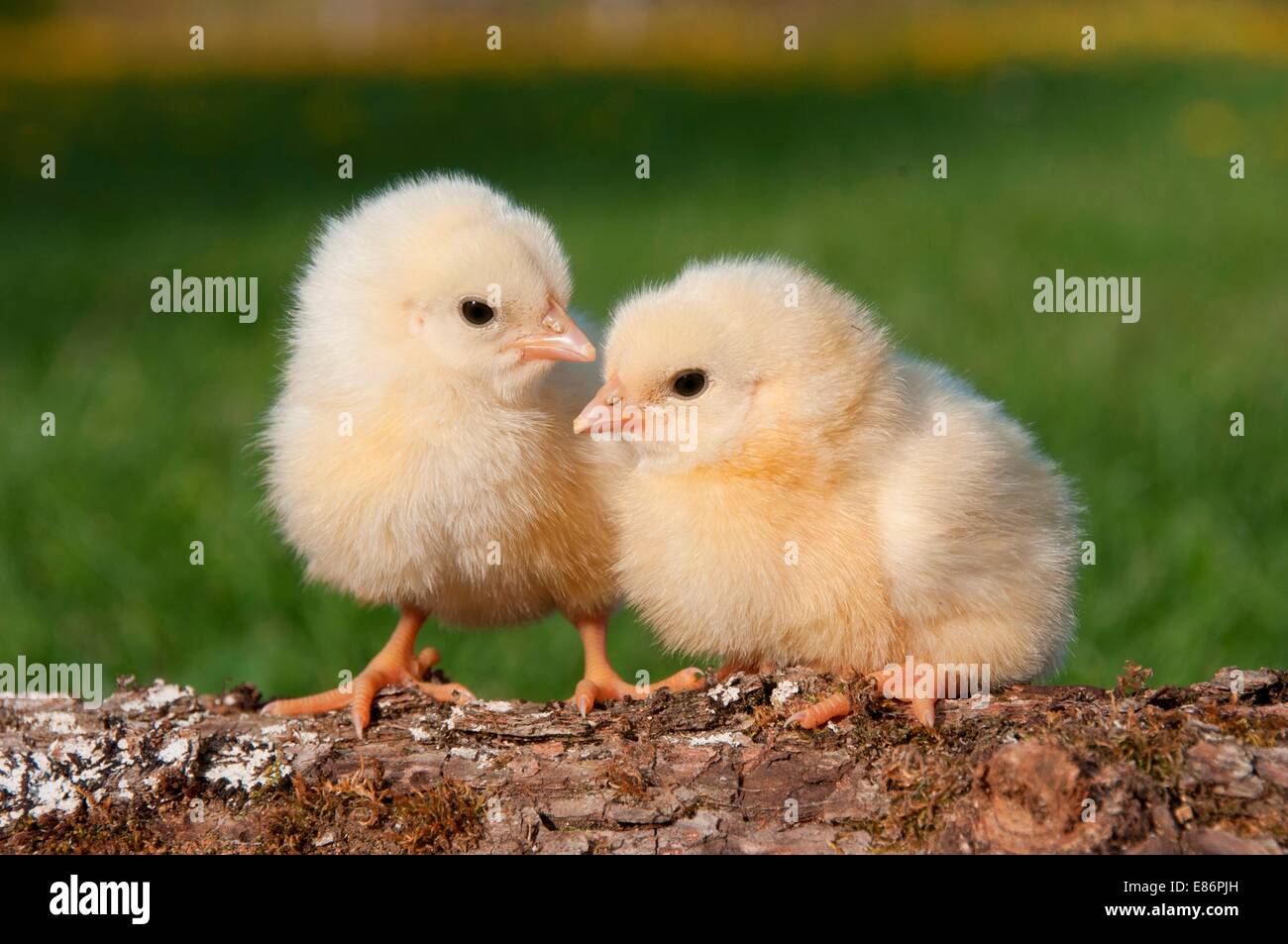 Two chicks on a log Stock Photo