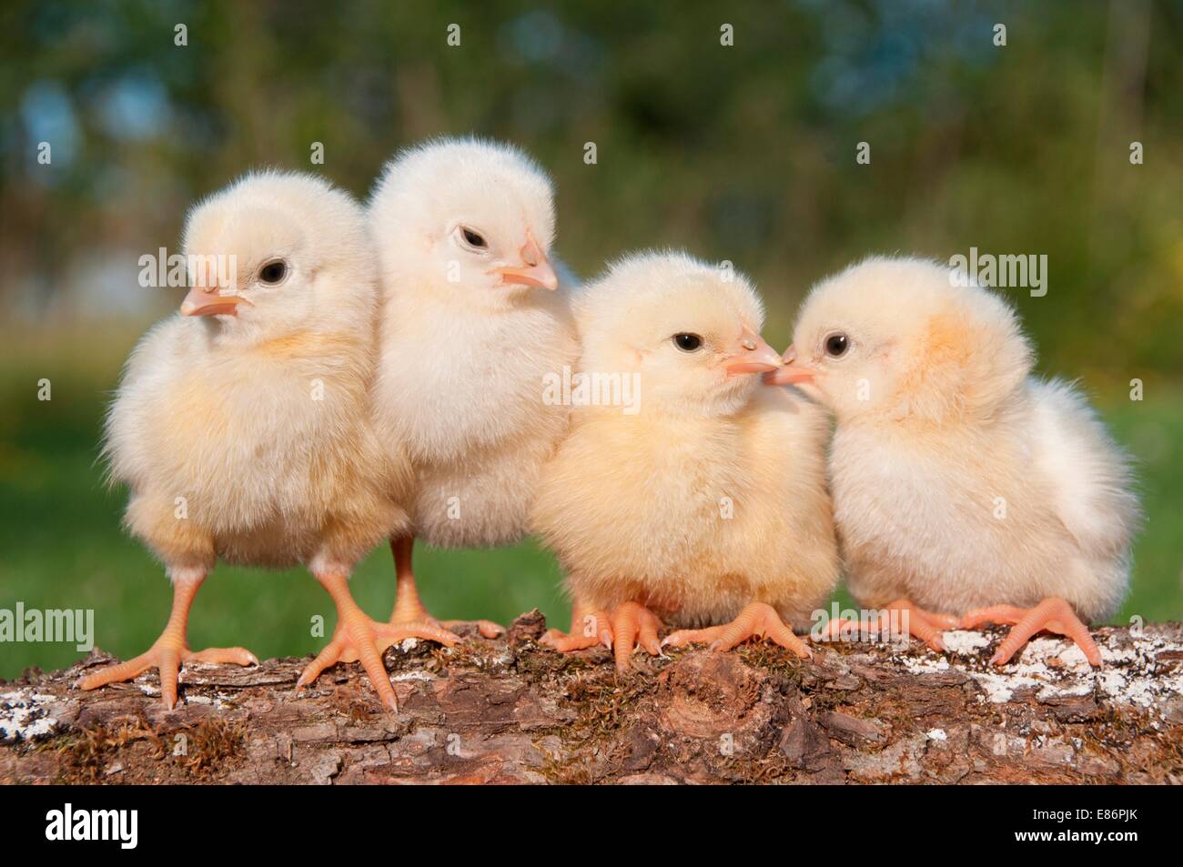 Four chicks on a log Stock Photo