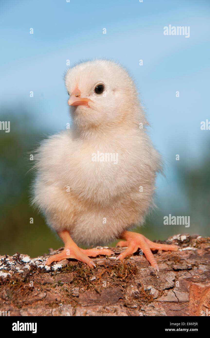 Close-up of a cute chick Stock Photo