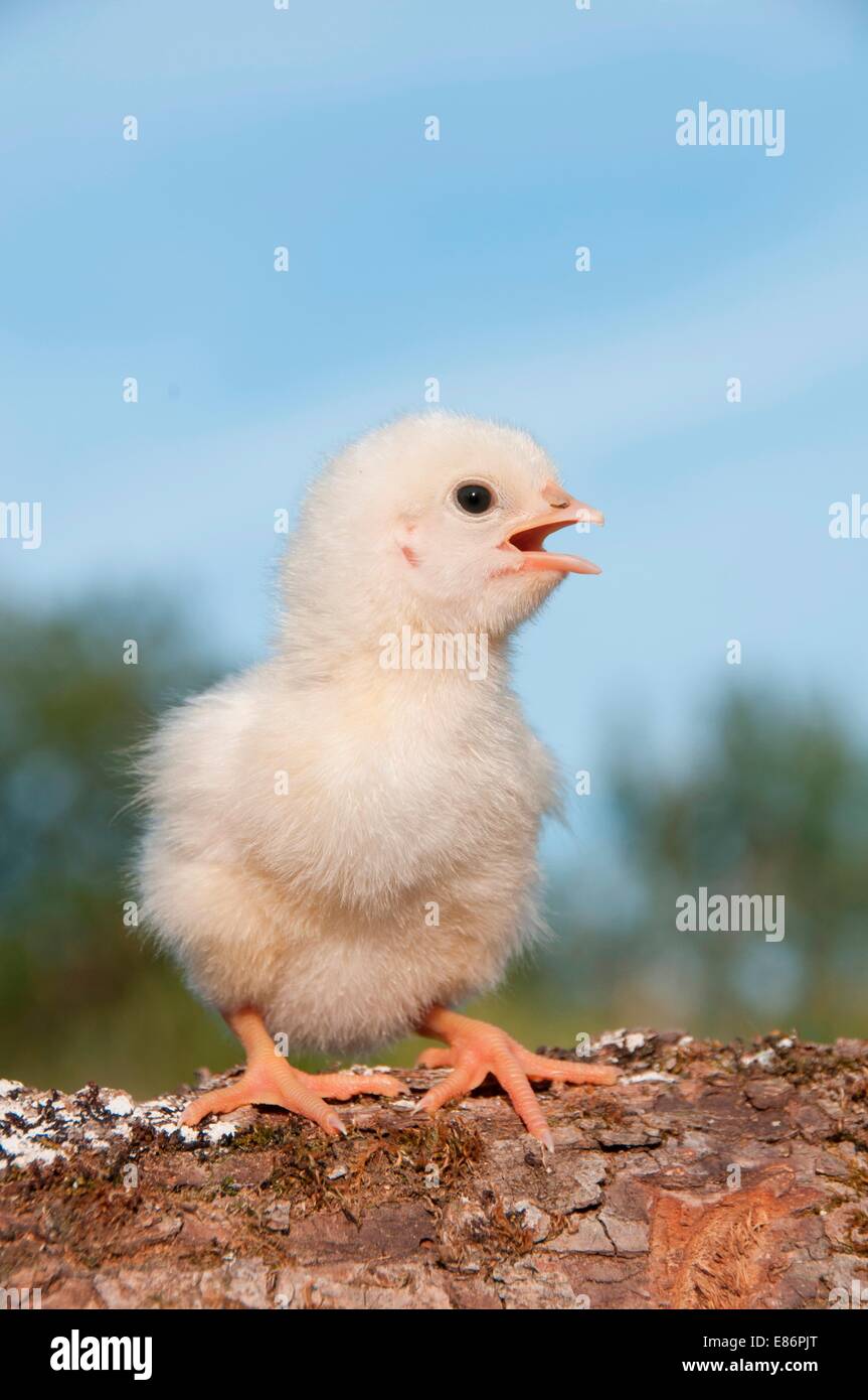 Close-up of a cute chick Stock Photo