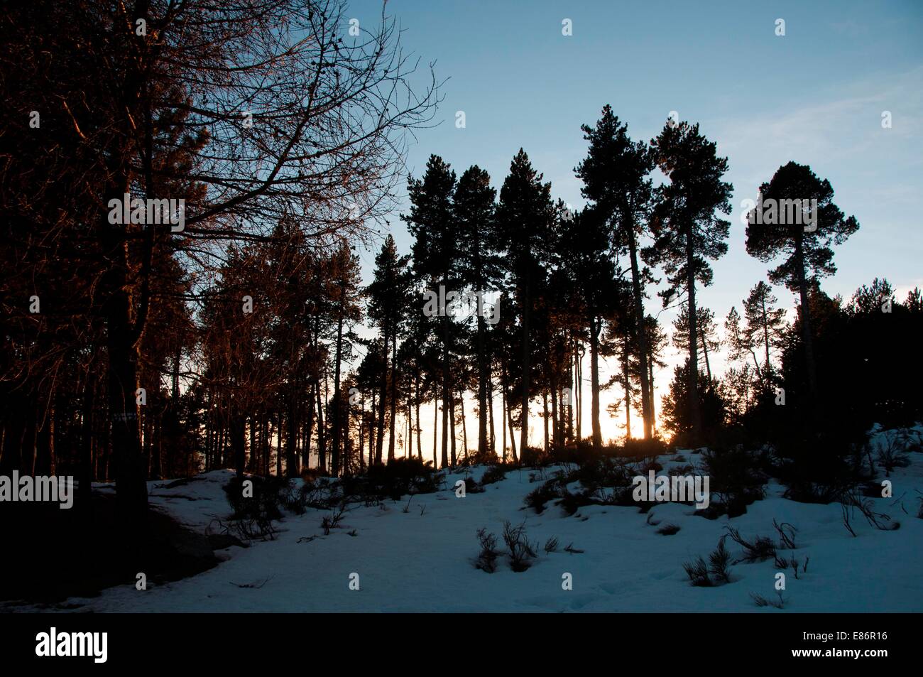 A forest in the snow Stock Photo - Alamy