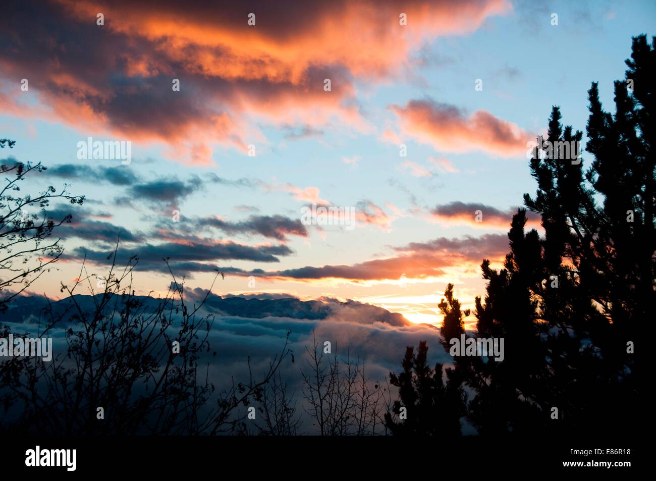A forest at sunset Stock Photo - Alamy