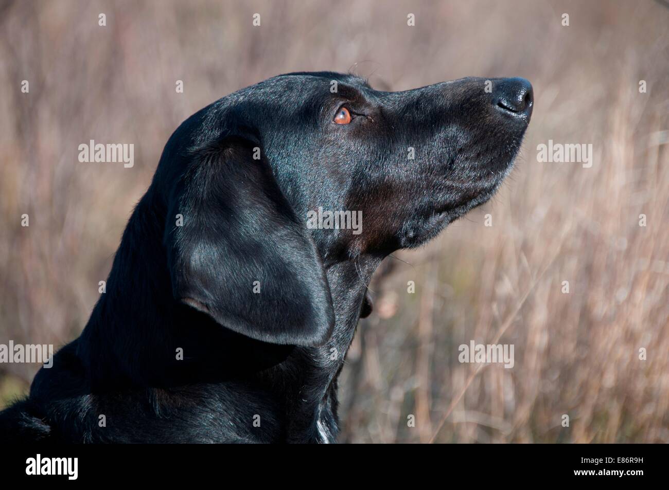 Bassador dog hires stock photography and images Alamy
