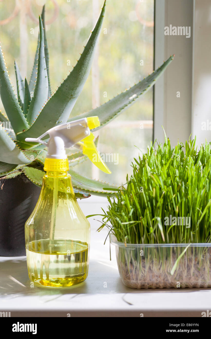 Botanical hobbies vertical shot grass in container and yellow