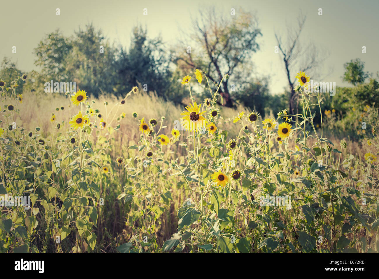 Field of a wild sunflowers in summer time Stock Photo - Alamy