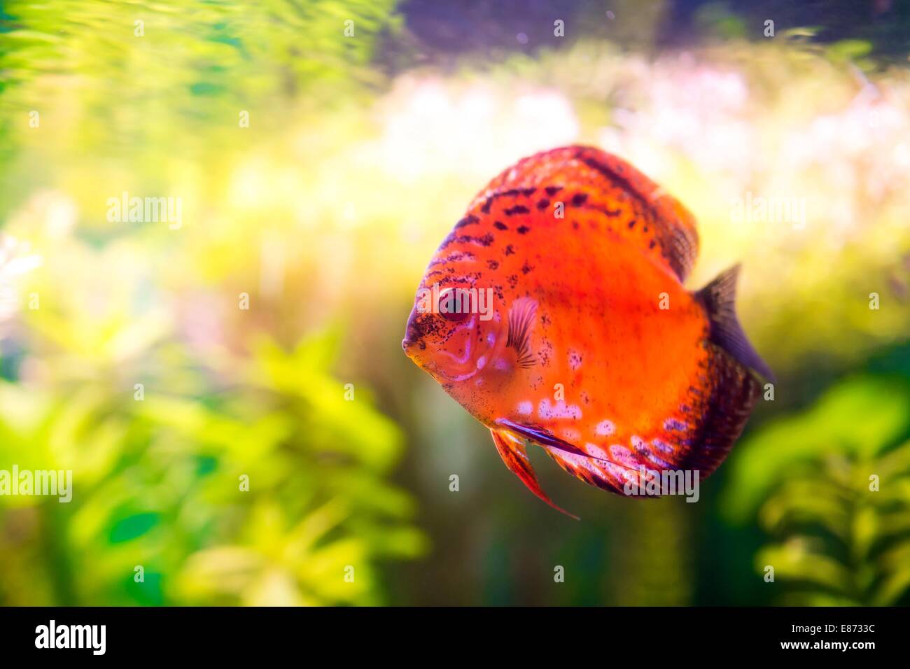 Symphysodon discus in an aquarium on a green background Stock Photo