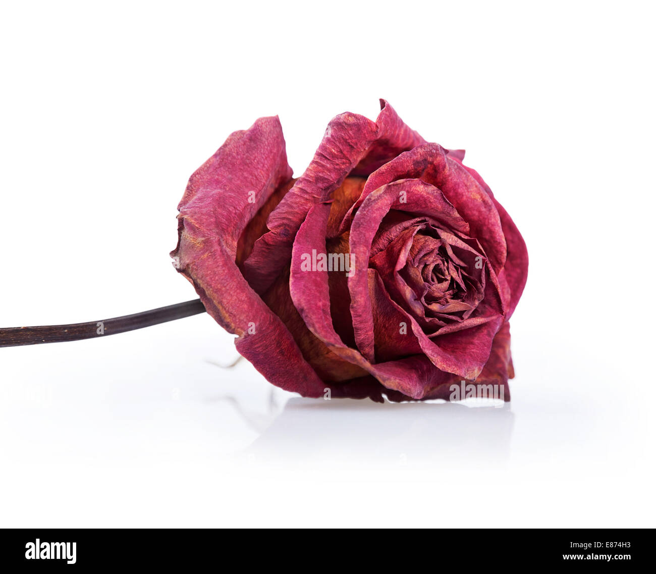 Washed Red Roses One dried red rose on a white background Stock Photo - Alamy