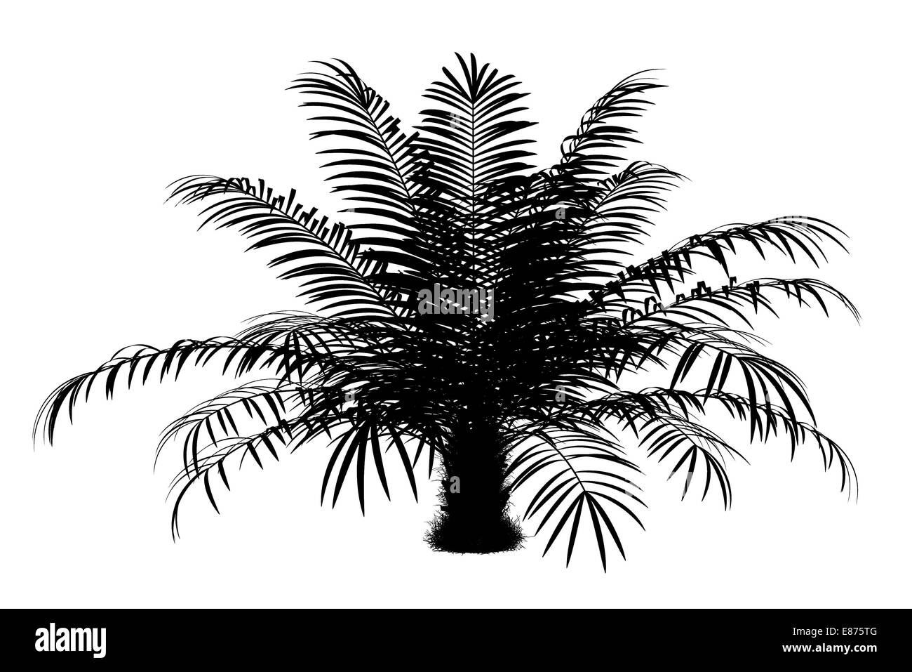 silhouette of sugar palm tree isolated on white background Stock Photo