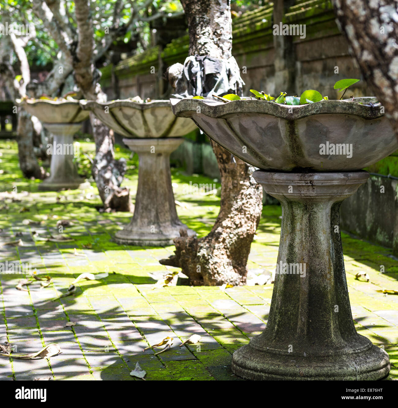 Straight trees in line hi res stock photography and images alamy