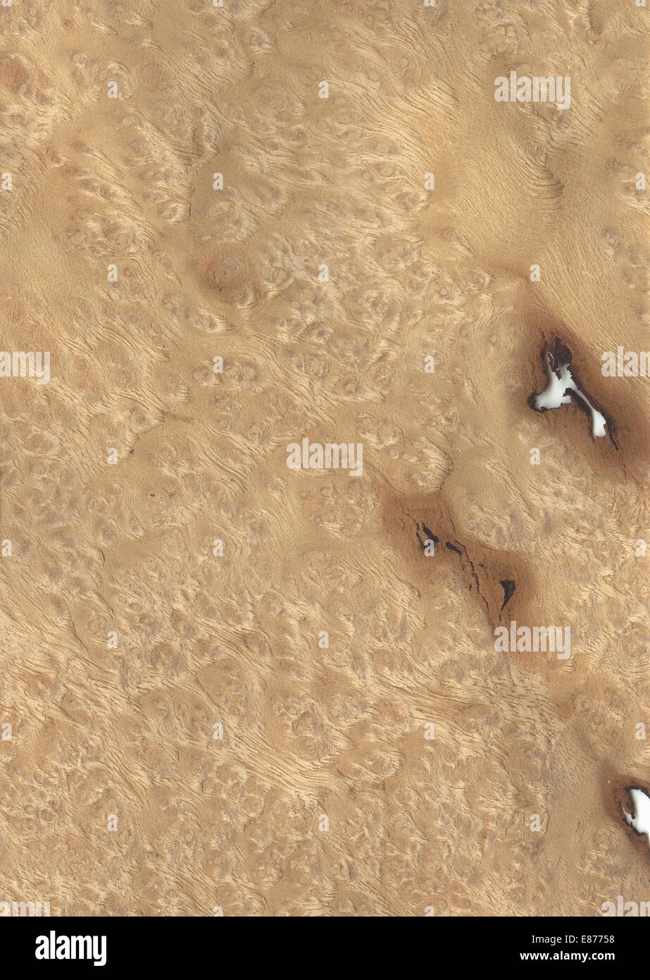 Texture myrtle Stock Photo