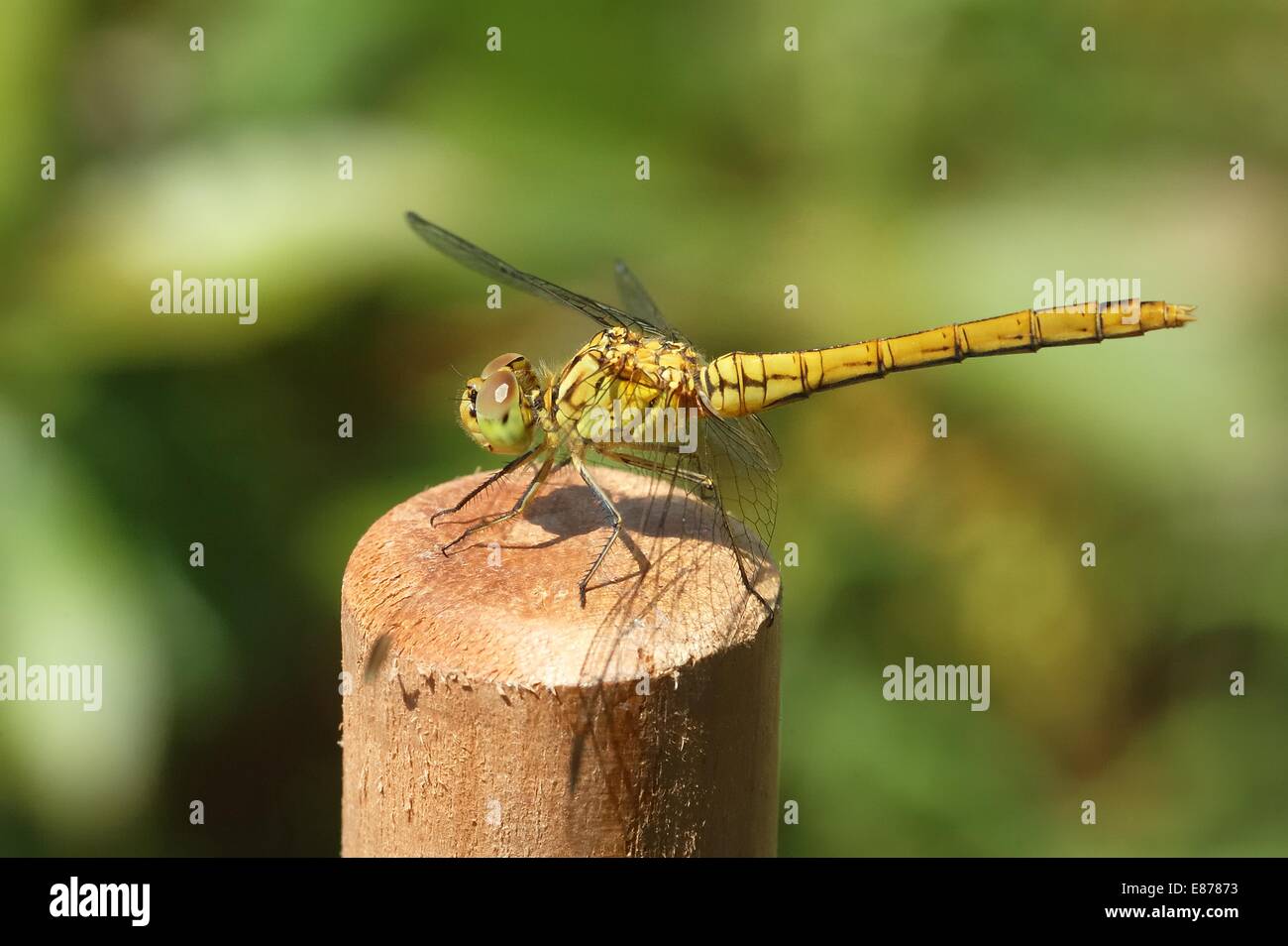 Large Yellow Dragonfly on a Post Stock Photo - Alamy
