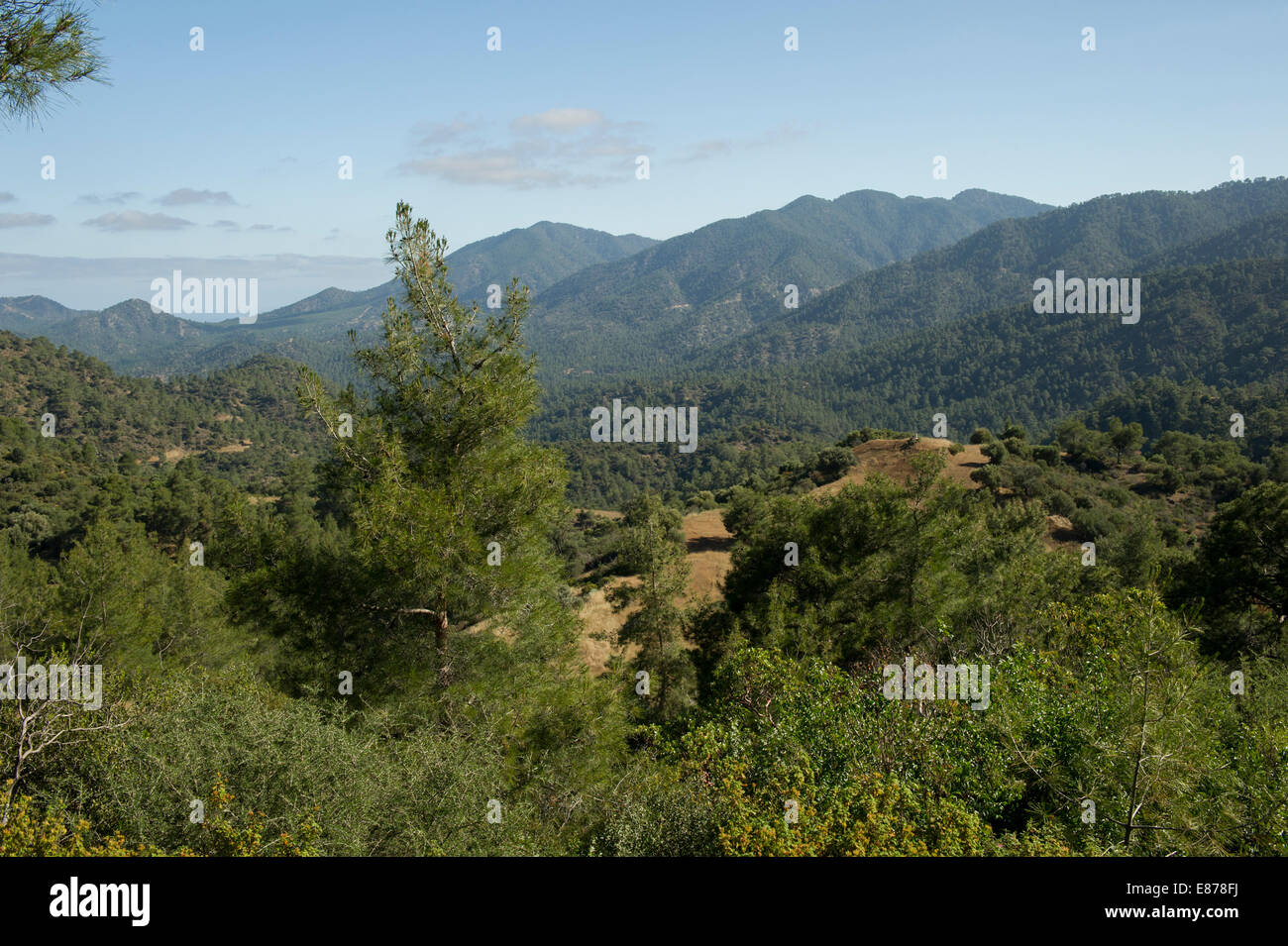 The green trees of Paphos Forest in the Troodos Mountains above Latchi, Cyprus Stock Photo