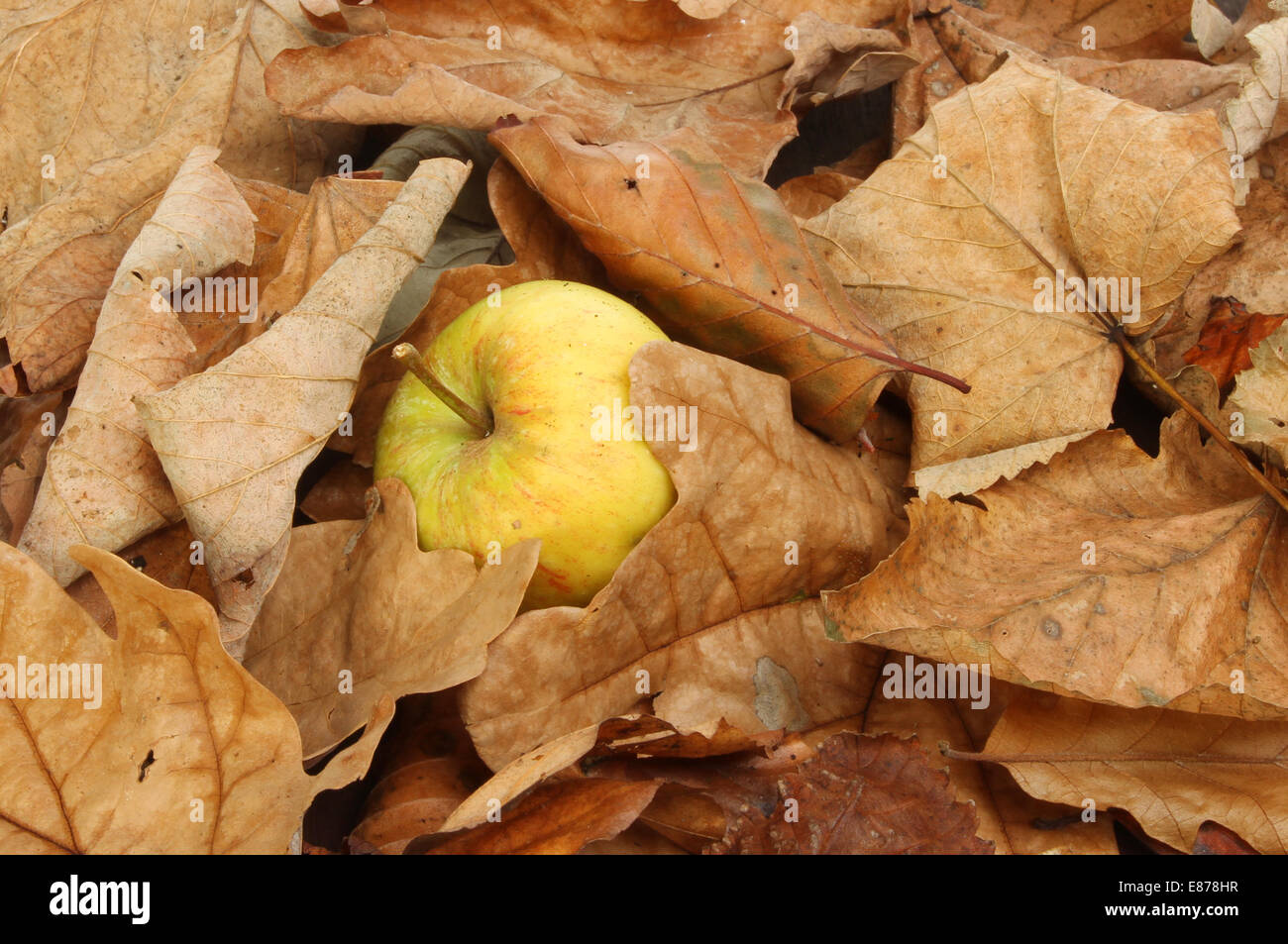 Windfall apple on a bed of dead leaves Stock Photo