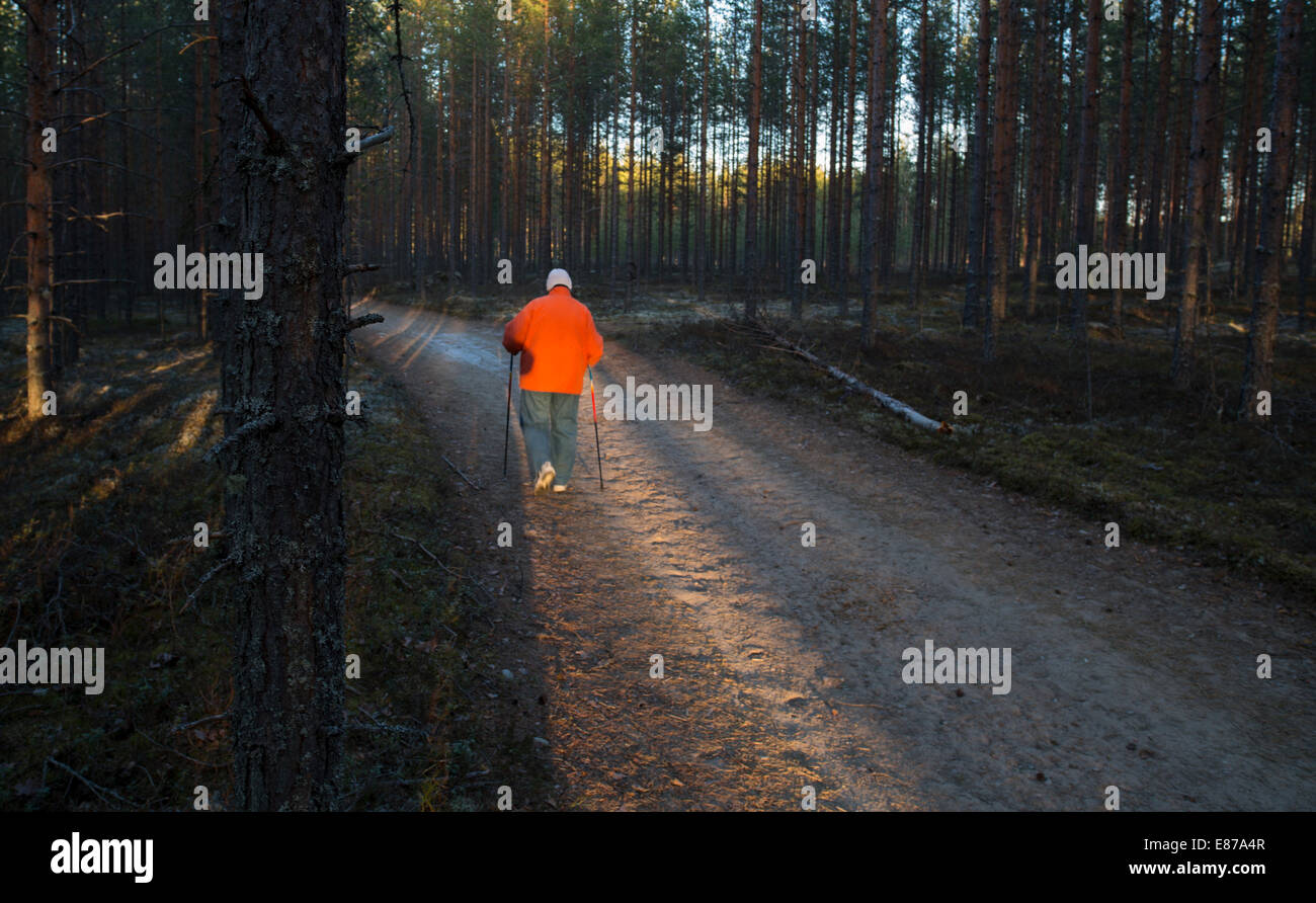 Isolated elderly senior woman Nordic walking ( pole walking ) in the taiga forest at dusk , Finland Stock Photo