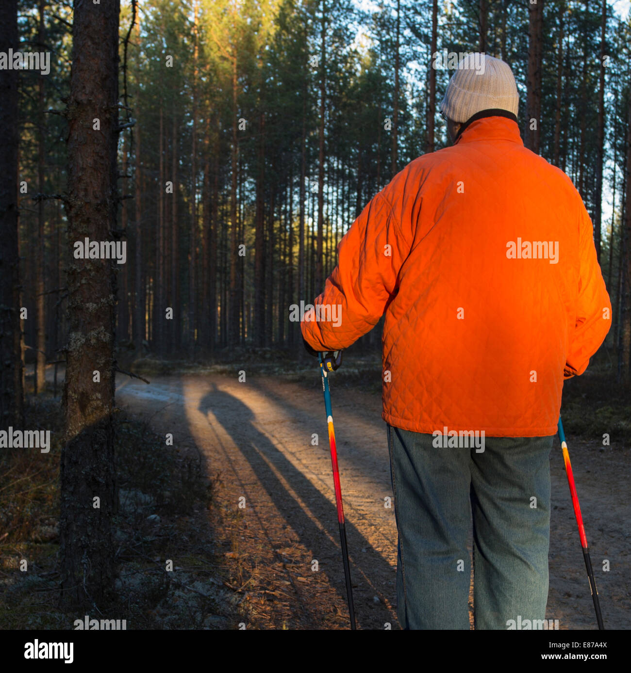 Elderly senior woman standing in the taiga forest with nordic walking poles , Finland Stock Photo