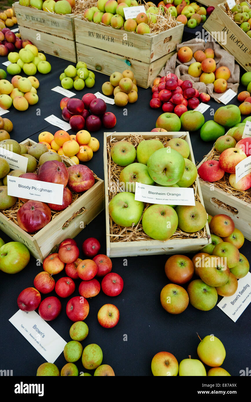 Different Apples Types Of On Display At The Malvern Autumn Show Worcestershire Stock Photo