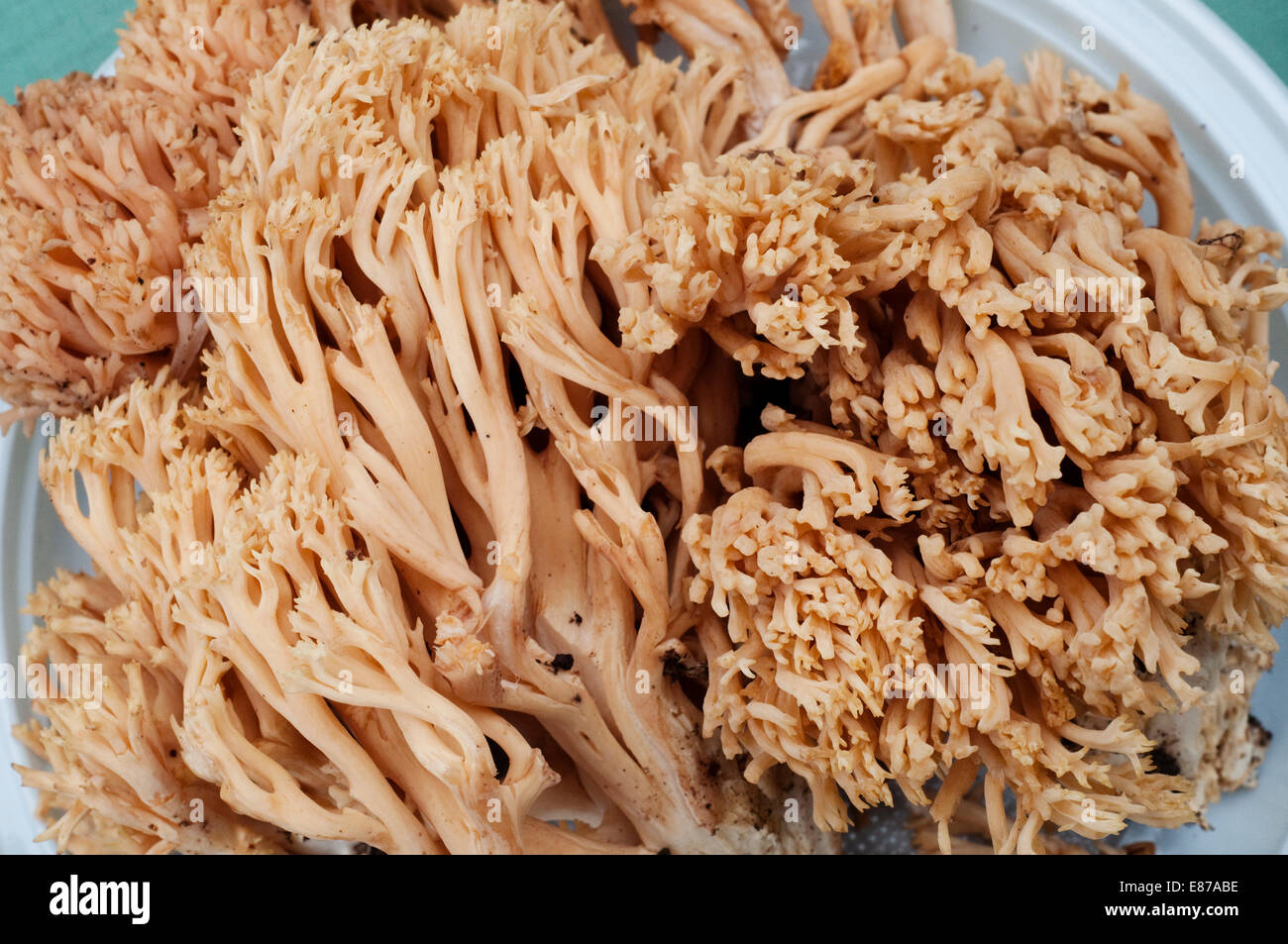 Italy, Coral Fungus, Ramaria Formosa Stock Photo