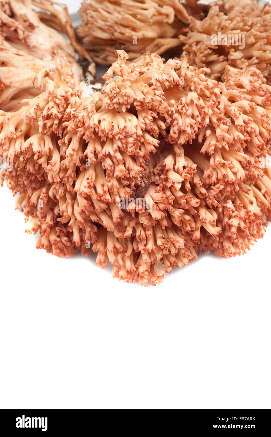 Italy, Coral Fungus, Caulilower Coral, Ramaria Botrytis Stock Photo