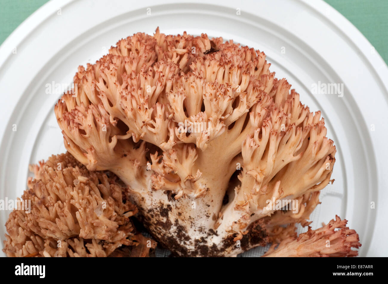 Italy, Coral Fungus, Caulilower Coral, Ramaria Botrytis Stock Photo