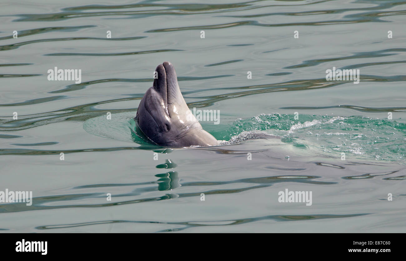 Bottlenose Dolphin Floating on its Back Stock Photo