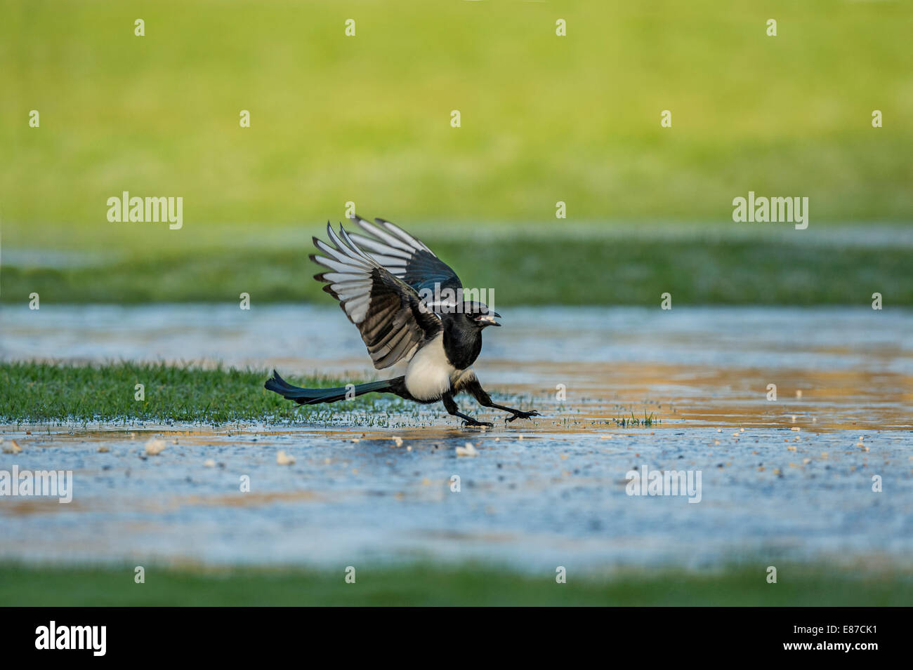 Slipping High Resolution Stock Photography and Images Alamy