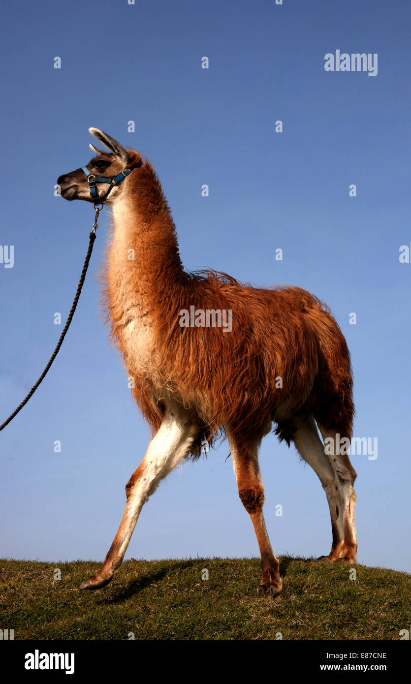 Llama red lead hi-res stock photography images -