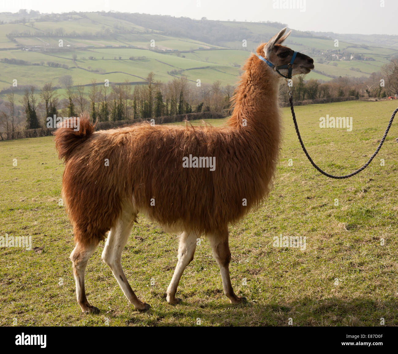 Red Llama side view close up Stock Photo Alamy