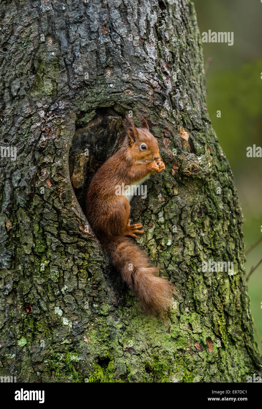 Red Squirrel sitting in a hole in a tree nibbling on a nut Stock Photo