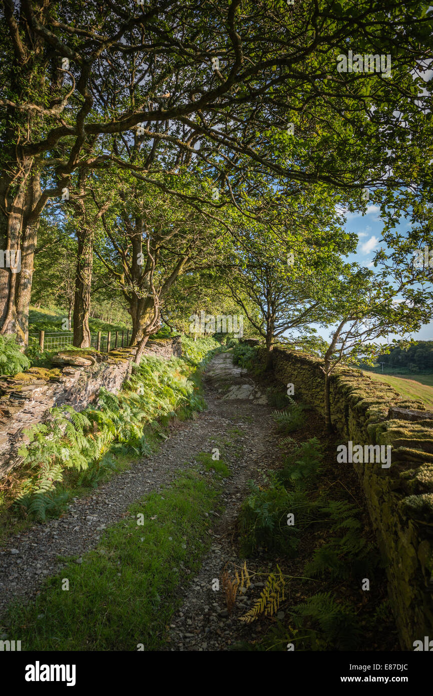 Summer evening: An old narrow overgrown country lane, through trees woodland, Ceredigion Wales UK Stock Photo