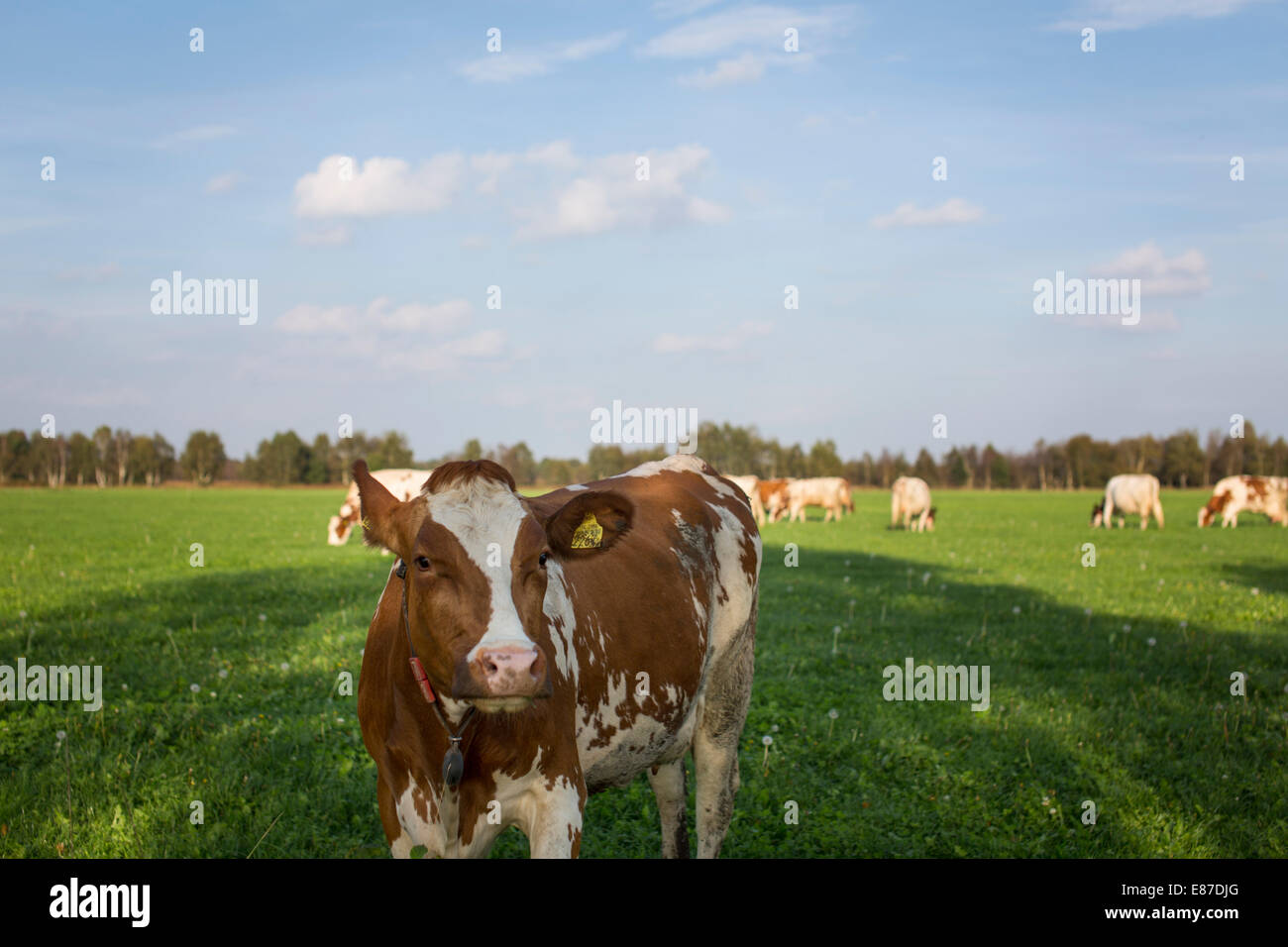 Meadow with Red Holstein calfs in the Netherlands Stock Photo