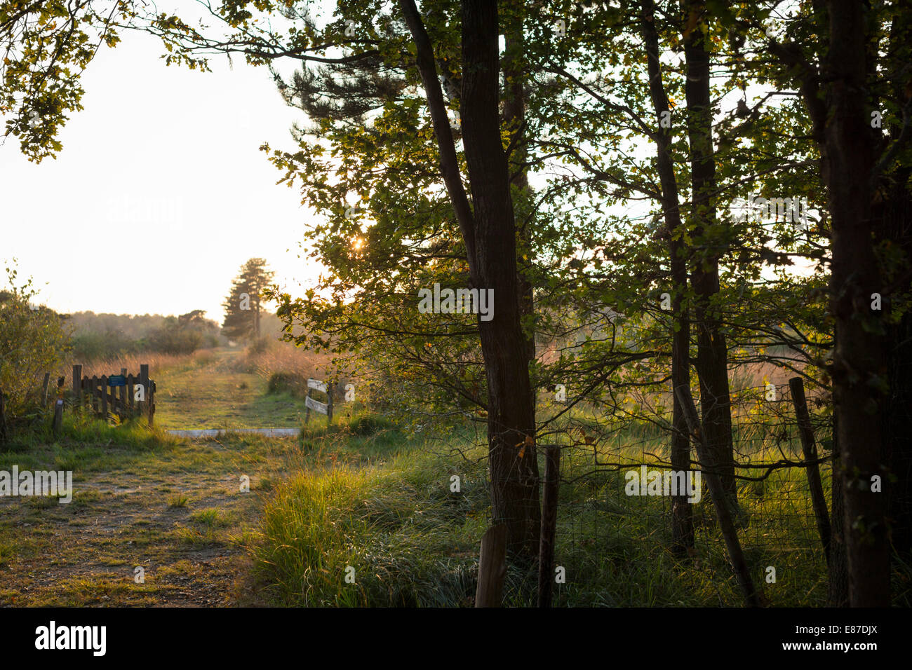 Landscape at National Park 'de Groote Peel' with a lawn and sunset backlight from the background with heath and moor. Stock Photo