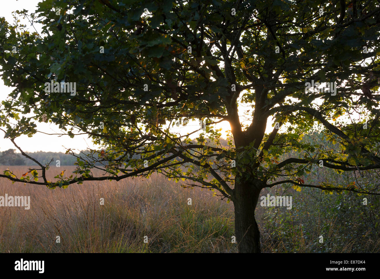 Landscape at National Park 'de Groote Peel' with sunset back light on an oak tree Stock Photo