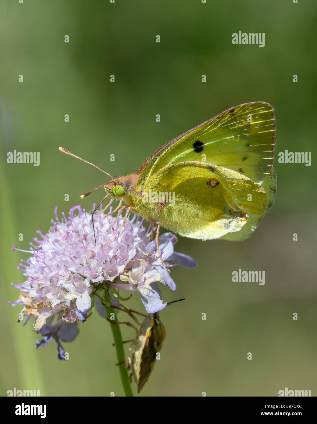 A Clouded Yellow butterfly (Colias crocea) nectaring in afternoon sun on scabious  in the Combe de Caray in the Aveyron Stock Photo