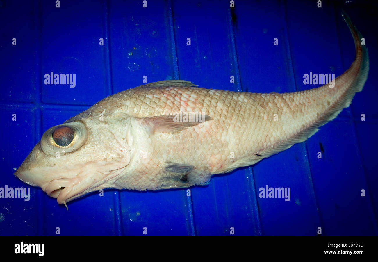 Grenadier Fish High Resolution Stock Photography And Images Alamy