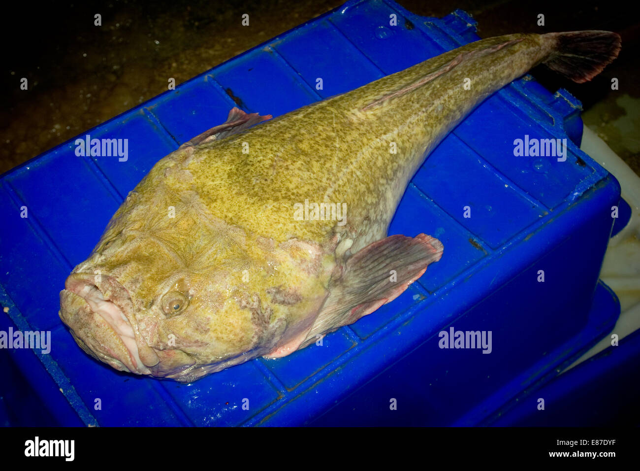 Monkfish, Giant Stargazer (Kathetostoma giganteum) of the family Uranoscopidae Stock Photo