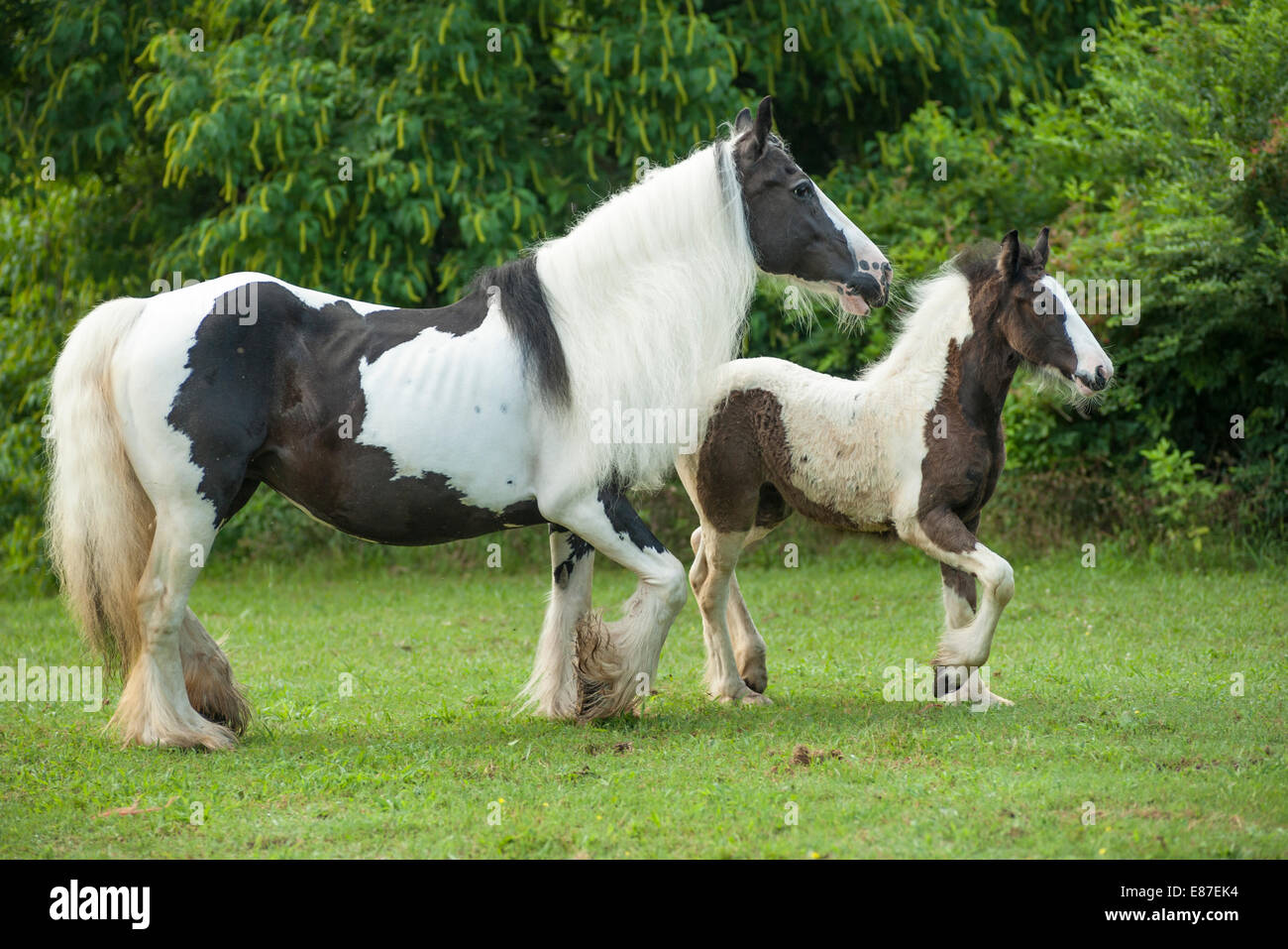 Gypsy Vanner Horse mare and foal Stock Photo