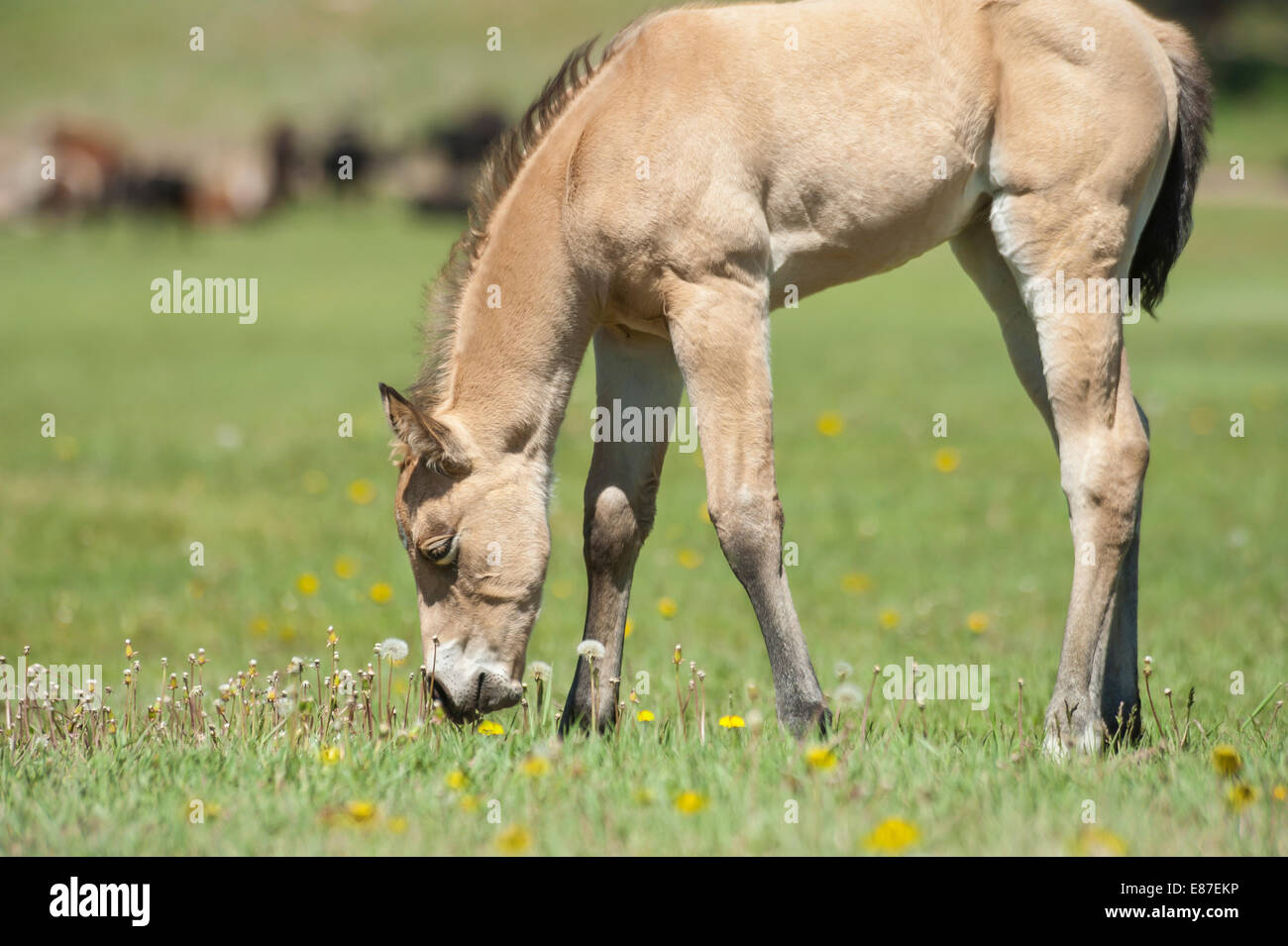 Quarter Horse foal Stock Photo