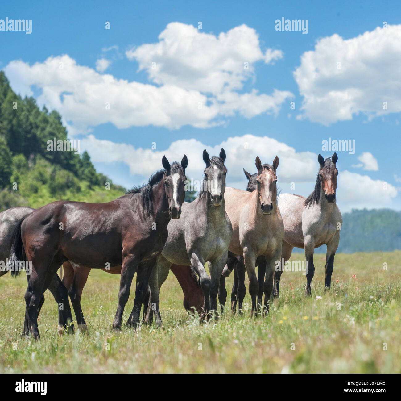 Quarter Horse yearling herd Stock Photo Alamy