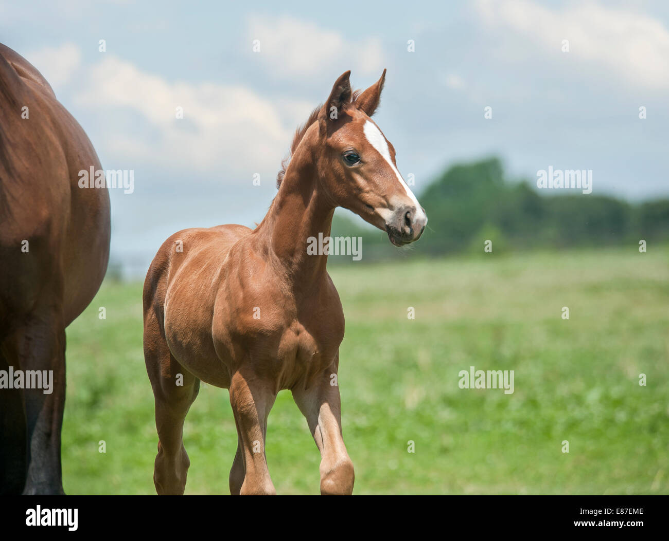 Hanoverian horse foal Stock Photo Alamy