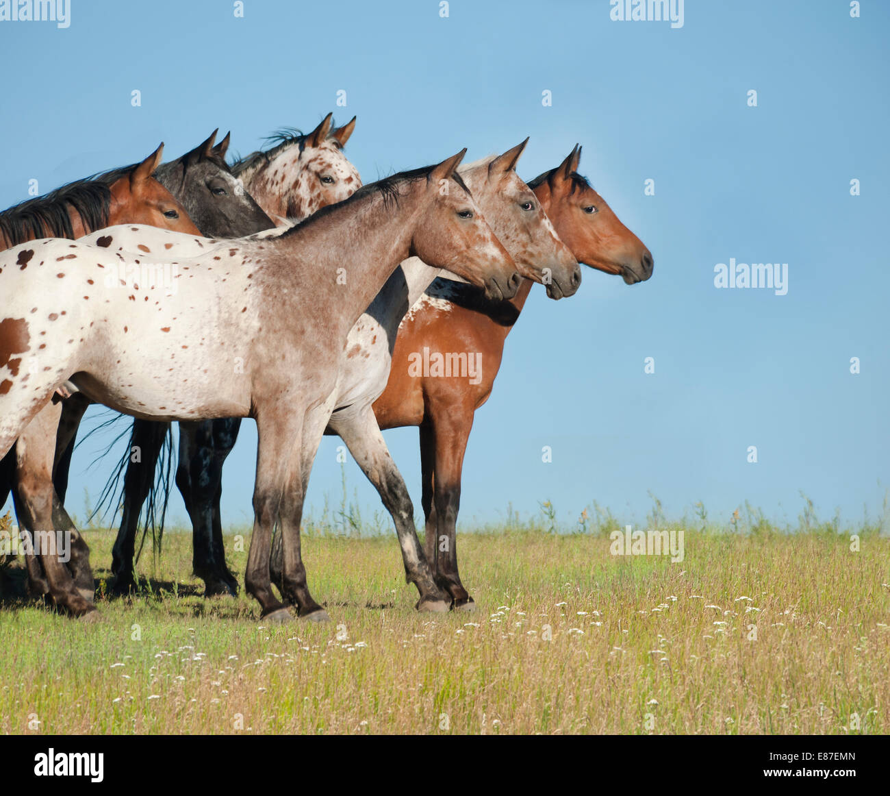 Tiger Horse herd. Tiger horses are gaited, spotted trail horses with a coat color much like the