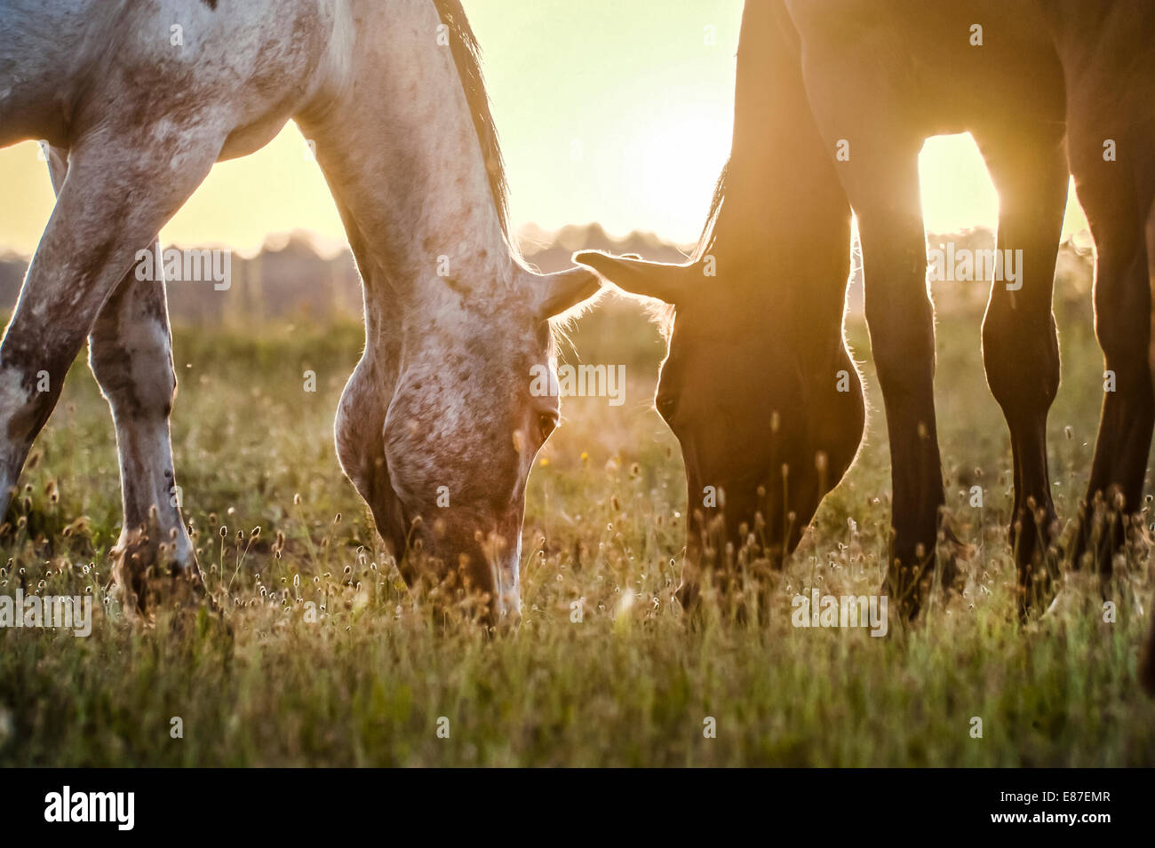 Tiger Horse herd. Tiger horses are gaited, spotted trail horses with a coat color much like the