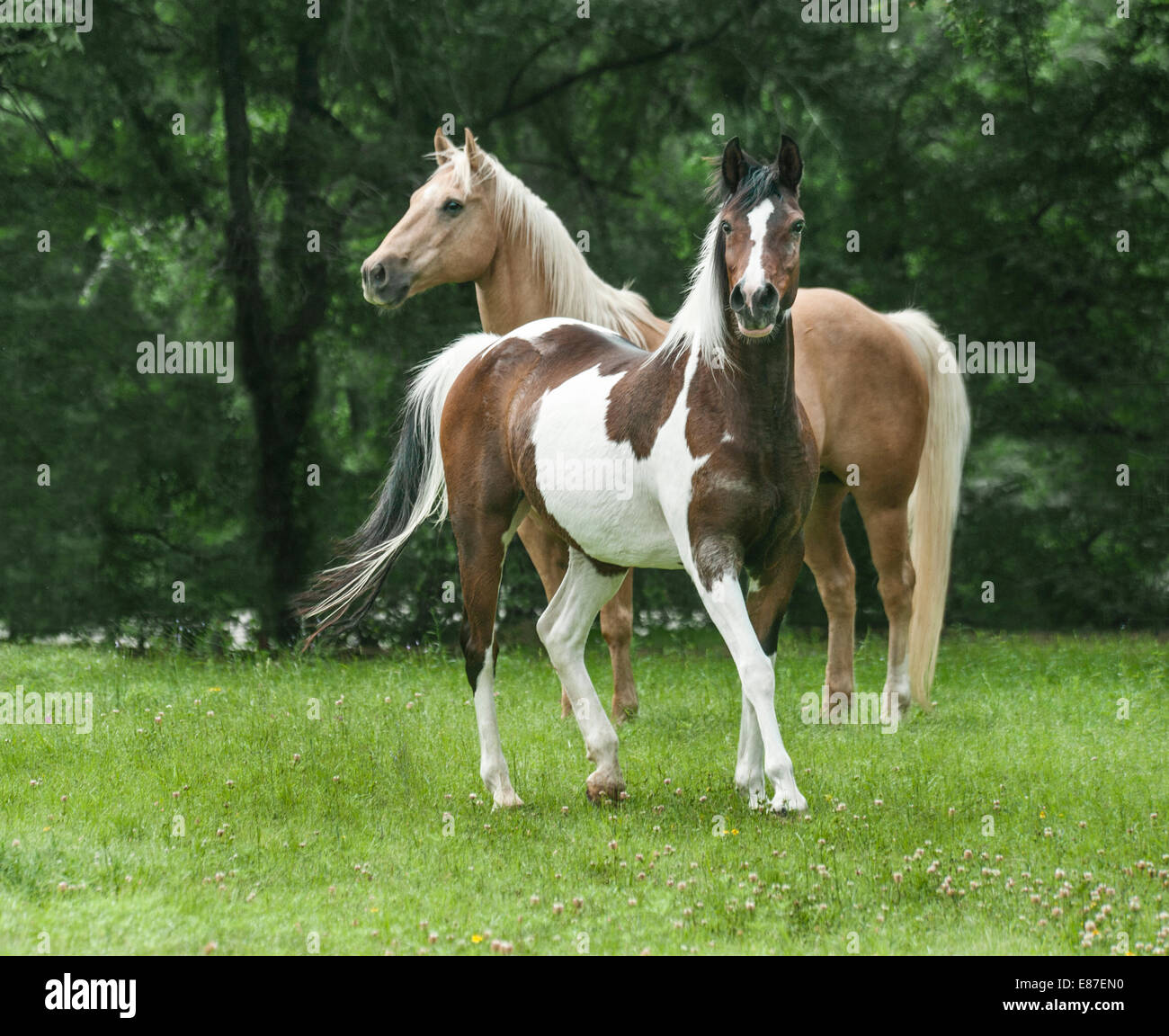 Quarter Horse gelding and Pinto National Show Horse mare Stock Photo